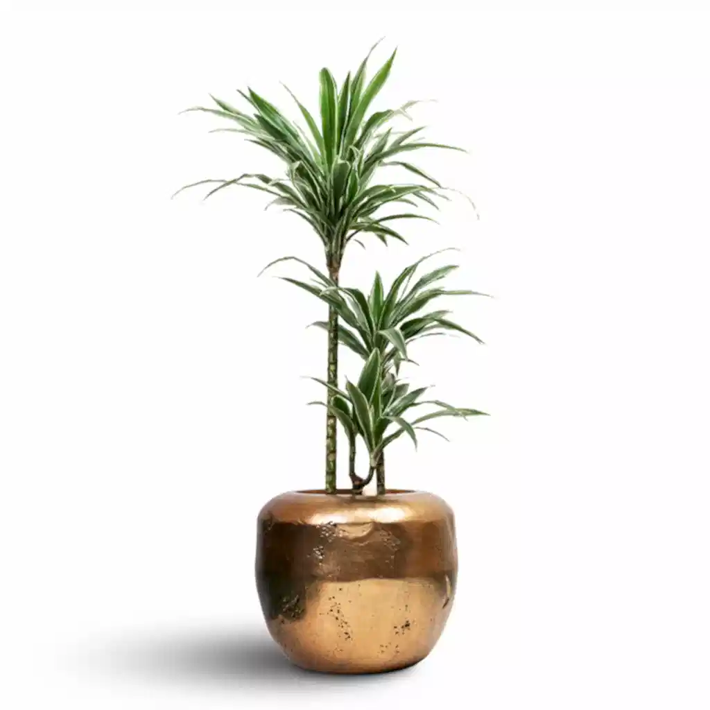 Dracaena deremensis Warneckii Multi Stem - 21x105cm 3 stems & Opus Raw Couple Planter Gold - 38x30cm
