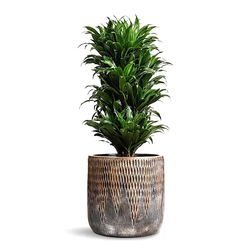 Dracaena fragrans Compacta - Branched & Luxe Lite Comet Cylinder Planter - Bronze