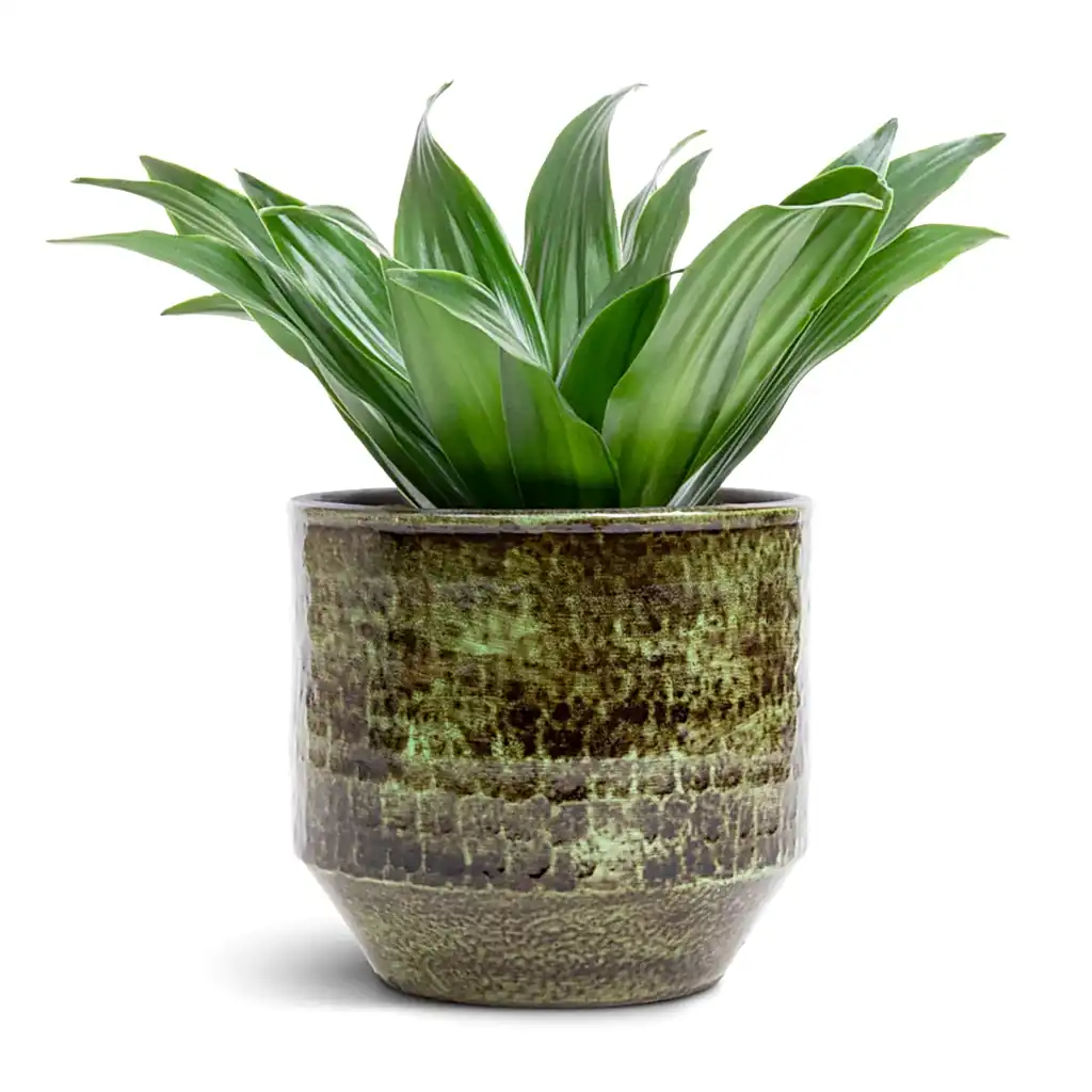Dracaena fragrans Compacta - Head & Sanna Plant Pot - Moss Green