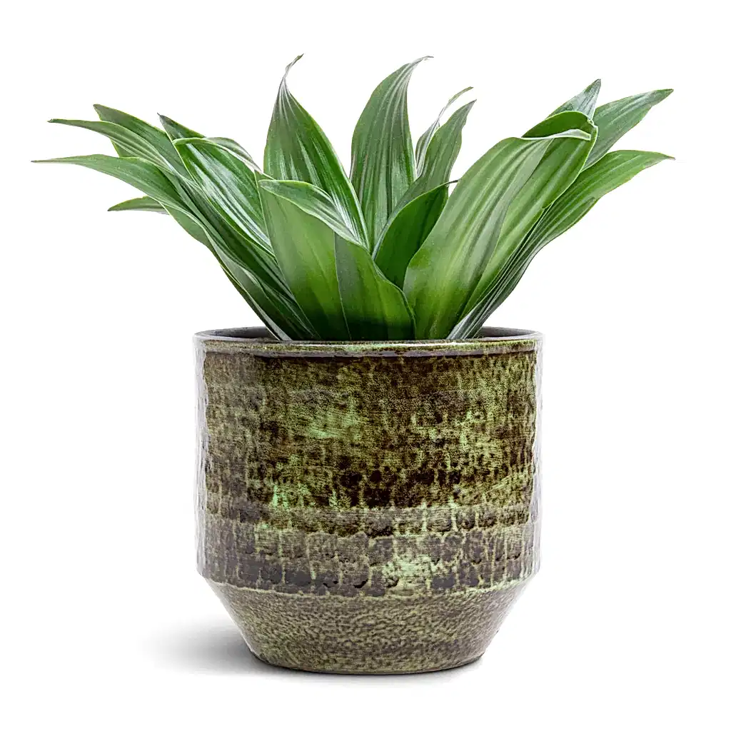 Dracaena fragrans Compacta - Head &amp; Sanna Plant Pot - Moss Green