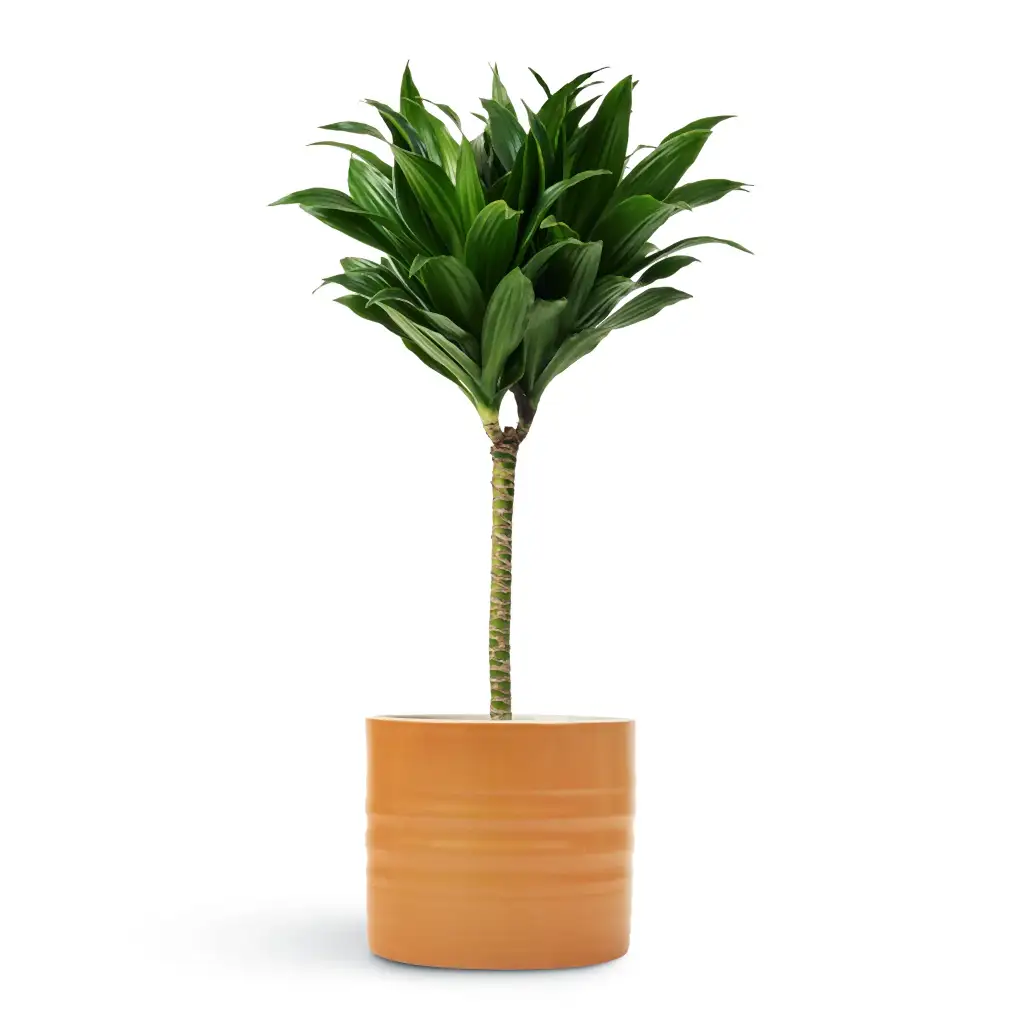 Dracaena fragrans Compacta - Single Stem