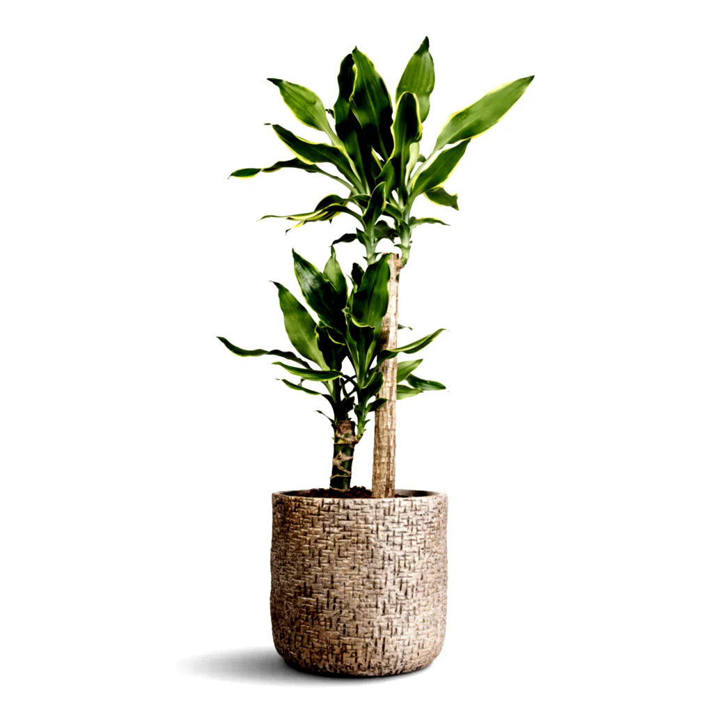 Dracaena fragrans Golden Coast Multi Stem - 17x70cm - _2-stems_ In Maxim Plant Pot Shiny Sand - 24x22cm