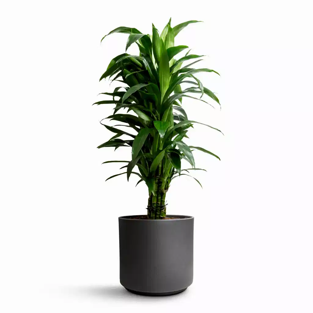 Dracaena fragrans Janet Craig - Branched & Leon Plant Pot - Granite