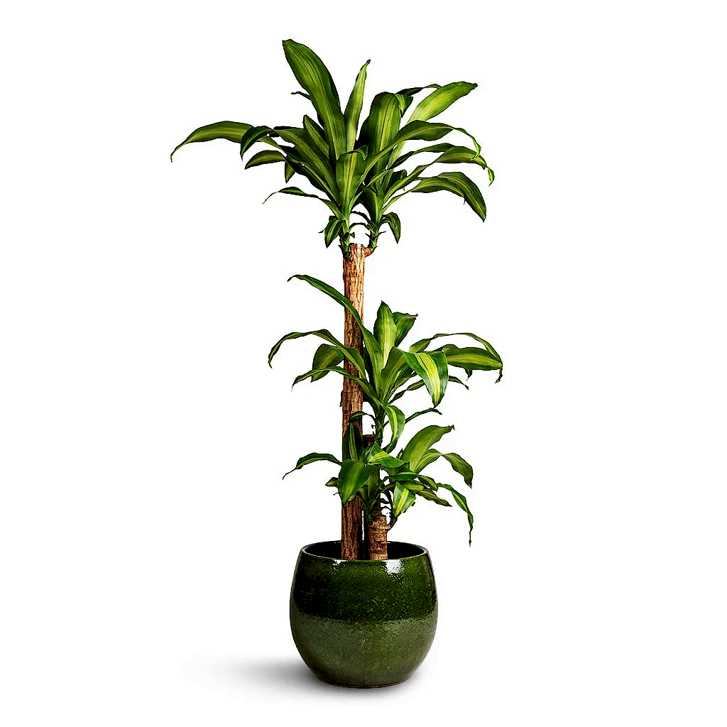 Dracaena fragrans Massangeana & Aimee Plant Pot - Pear