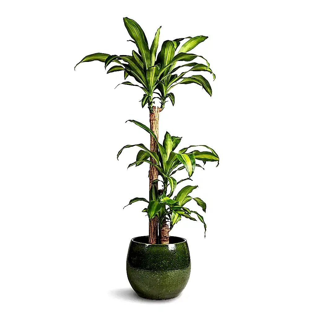 Dracaena fragrans Massangeana &amp; Aimee Plant Pot - Pear