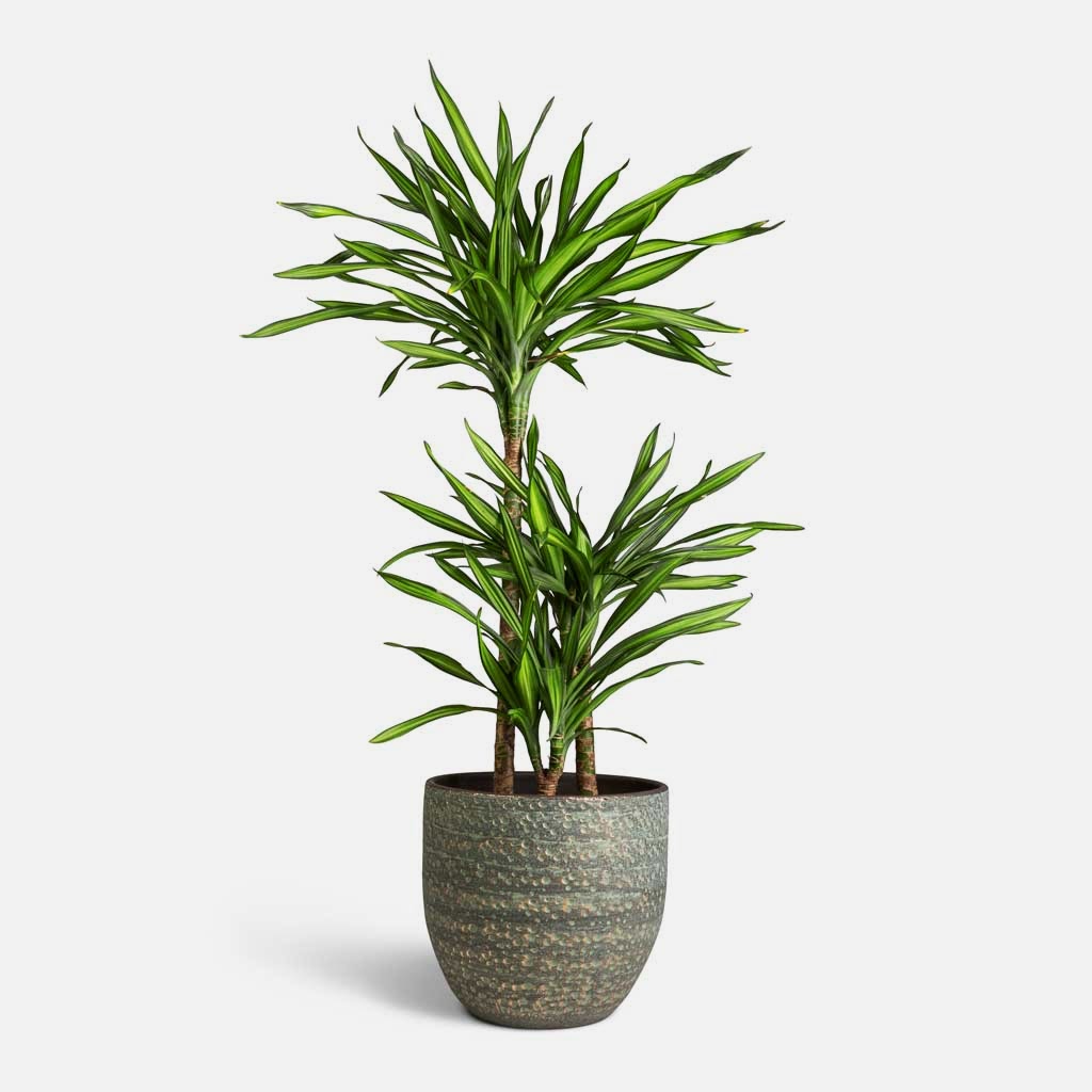 Dracaena fragrans Riki - Multi Stem & Rinca Plant Pot - Shiny Green