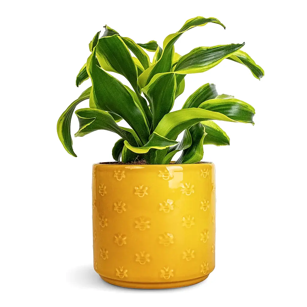 Dracaena fragrans Tornado - Head & Arley Plant Pot - Yellow Bee