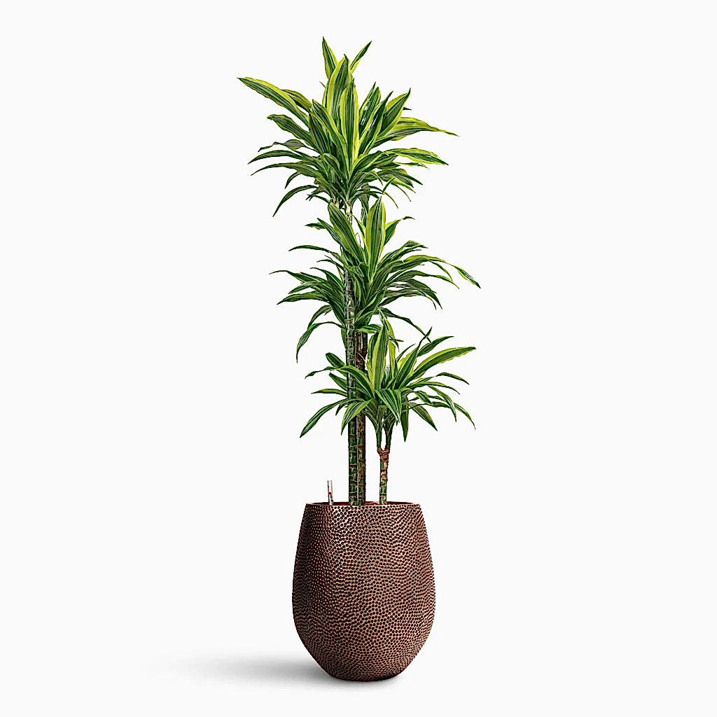 Dracaena Lemon Lime MS Hydro in Opus Hit Darcy Gold - 38x140-170cm-_3-stems