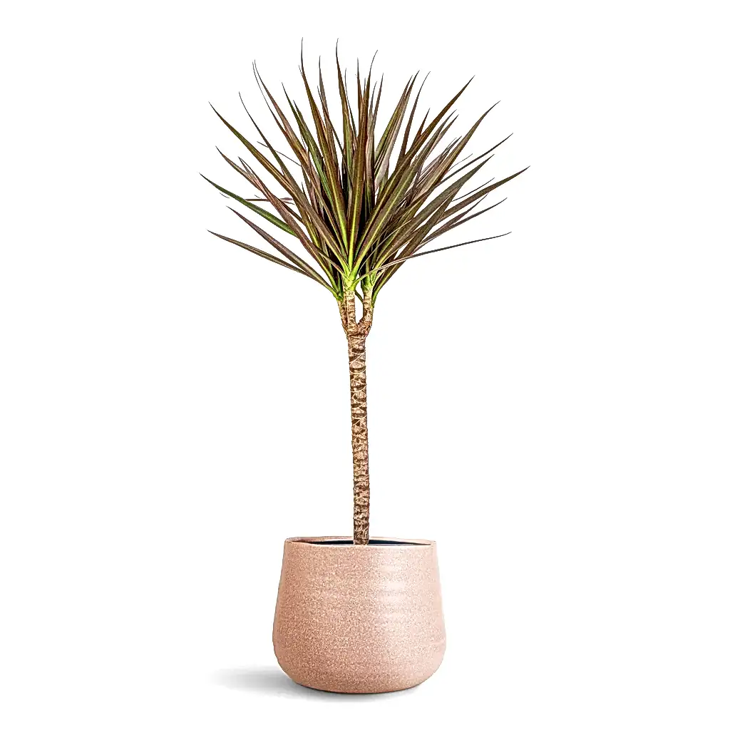 Dracaena marginata Red Edged Single Stem - 17x70cm In Celeste Pot Dusky Pink - 21x17cm
