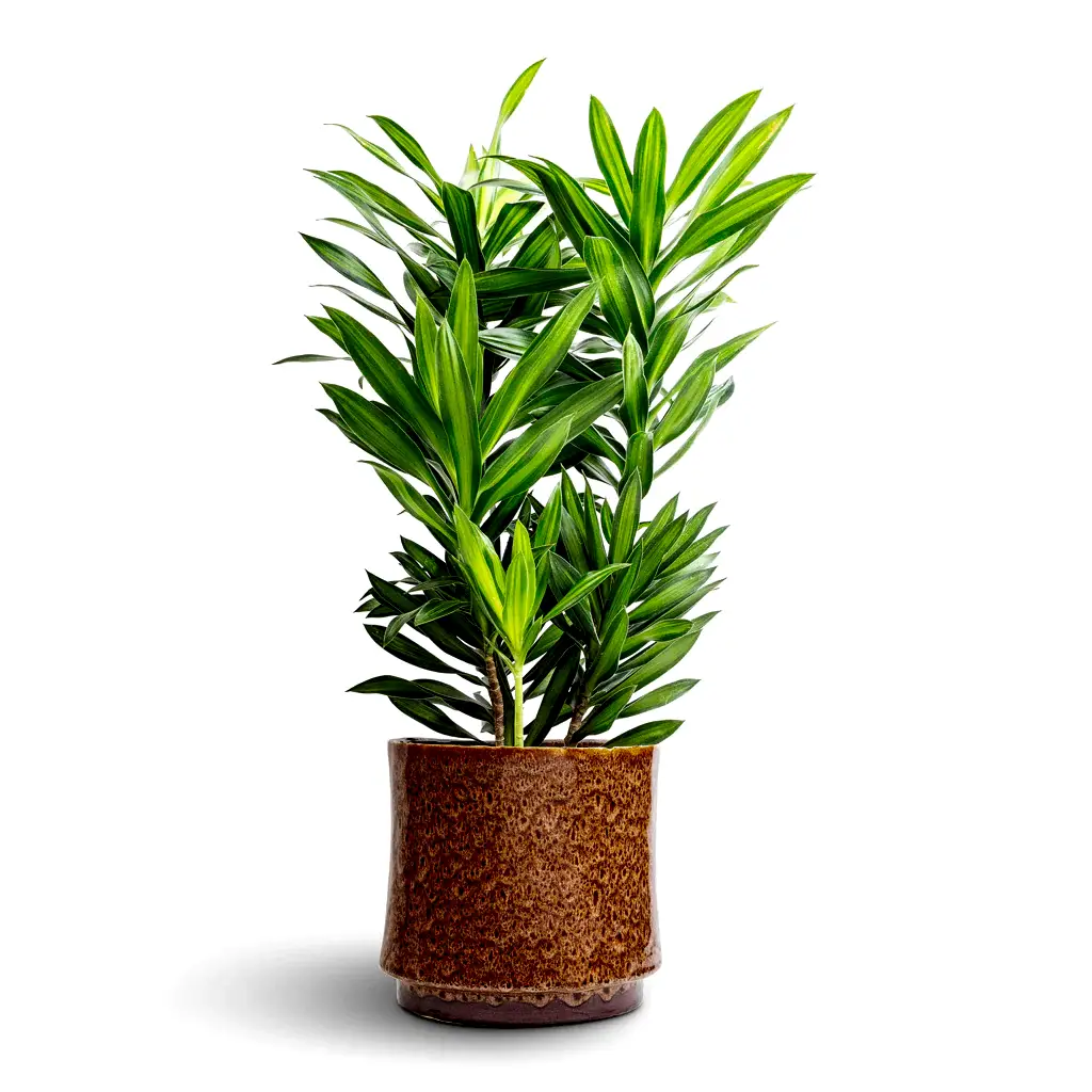 Dracaena reflexa Song of Jamaica & Nolan Plant Pot - Caramel