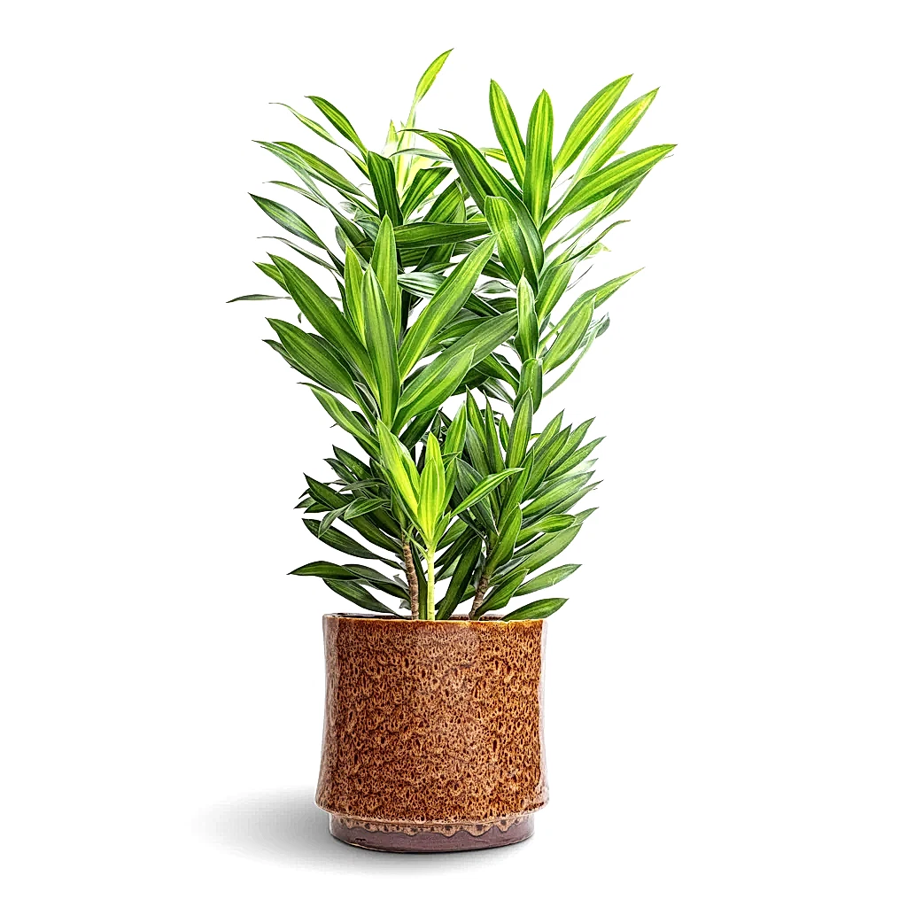 Dracaena reflexa Song of Jamaica &amp; Nolan Plant Pot - Caramel