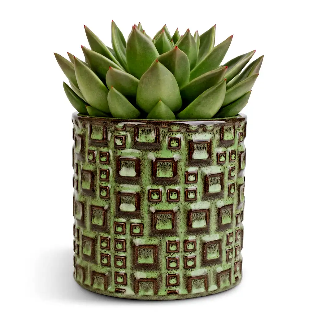 Echeveria agavoides Miranda