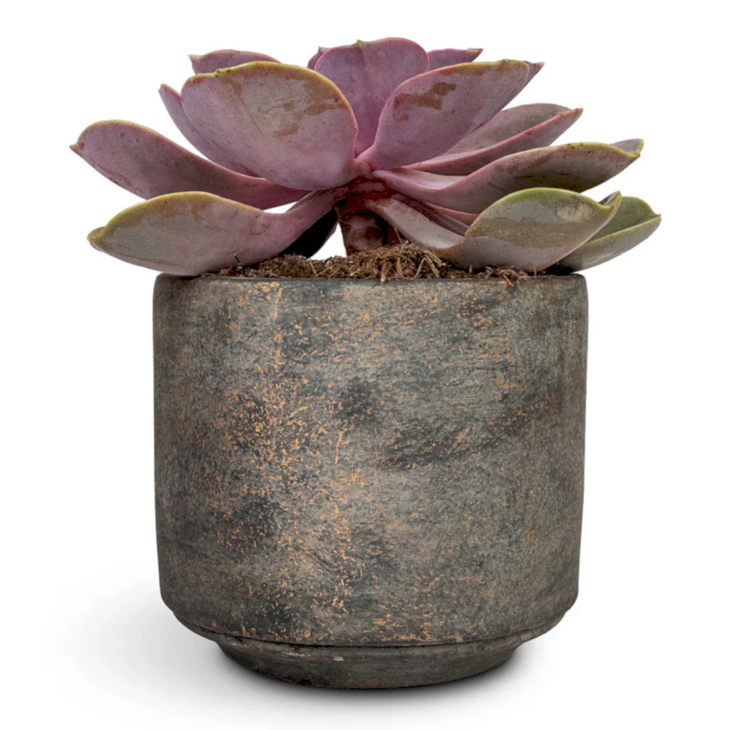 Echeveria Perle Von Nurnberg - 10.5x14cm In Saar Plant Pot Earth Cement - 12x11cm