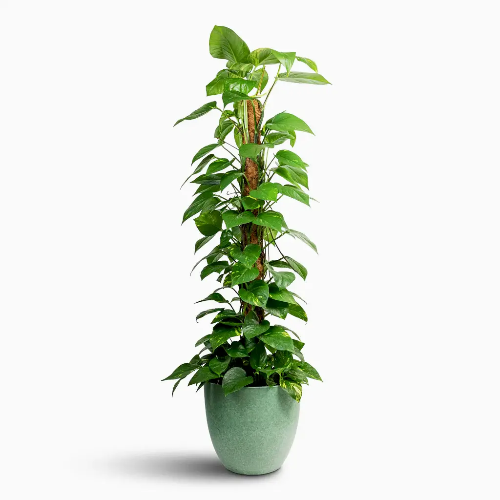 Epipremnum aureum - Golden Pothos - Moss Pole & Bola Artstone Plant Pot - Thyme