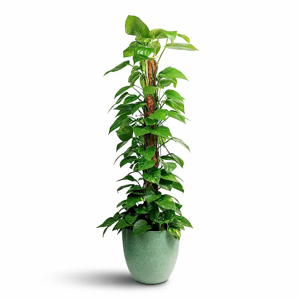 Epipremnum aureum - Golden Pothos - Moss Pole &amp; Bola Artstone Plant Pot - Thyme