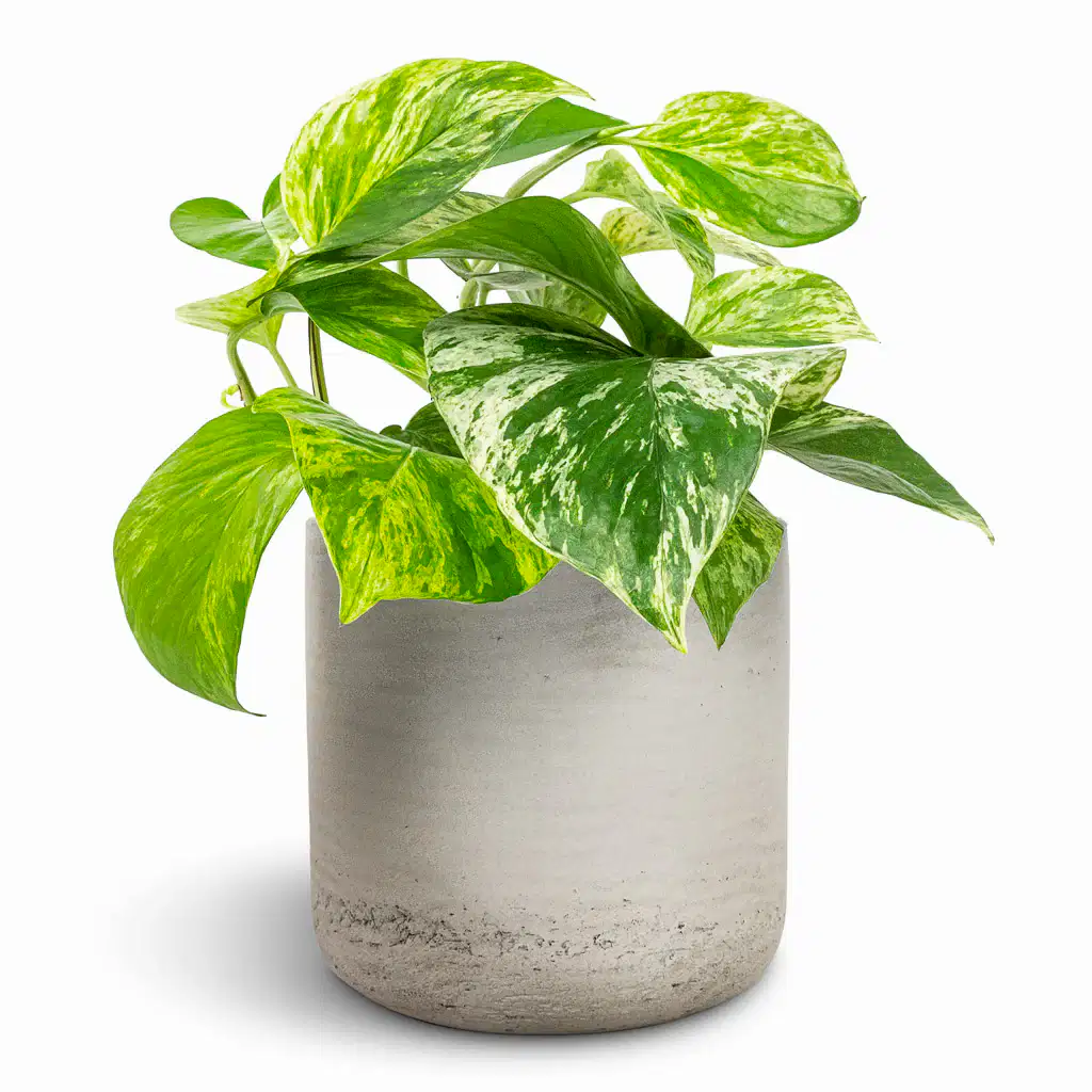 Epipremnum aureum - Marble Queen Pothos & Charlie Plant Pot - Grey Washed