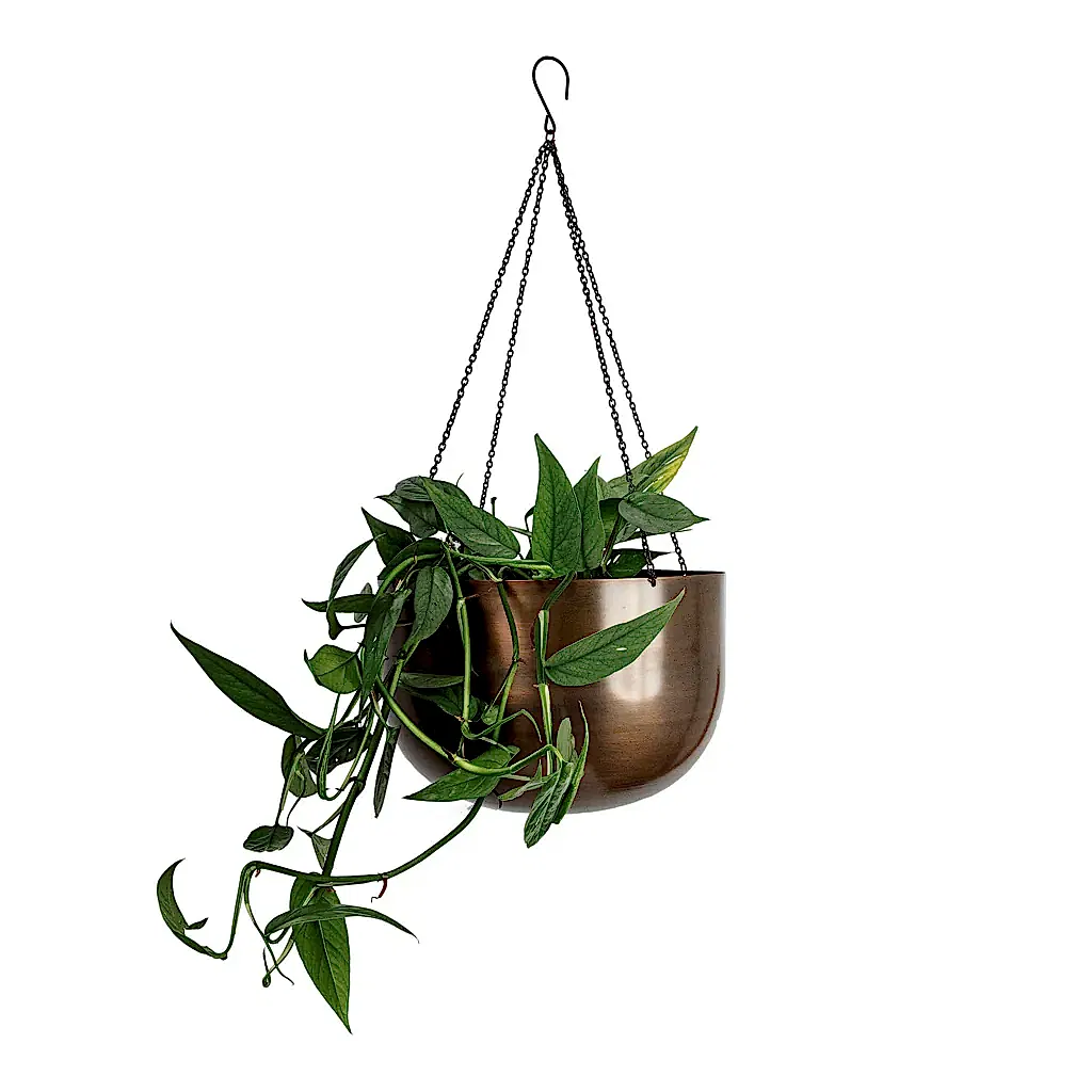 Epipremnum pinnatum - Cebu Blue Pothos & Mayfair Hanging Plant Pot - Mocha
