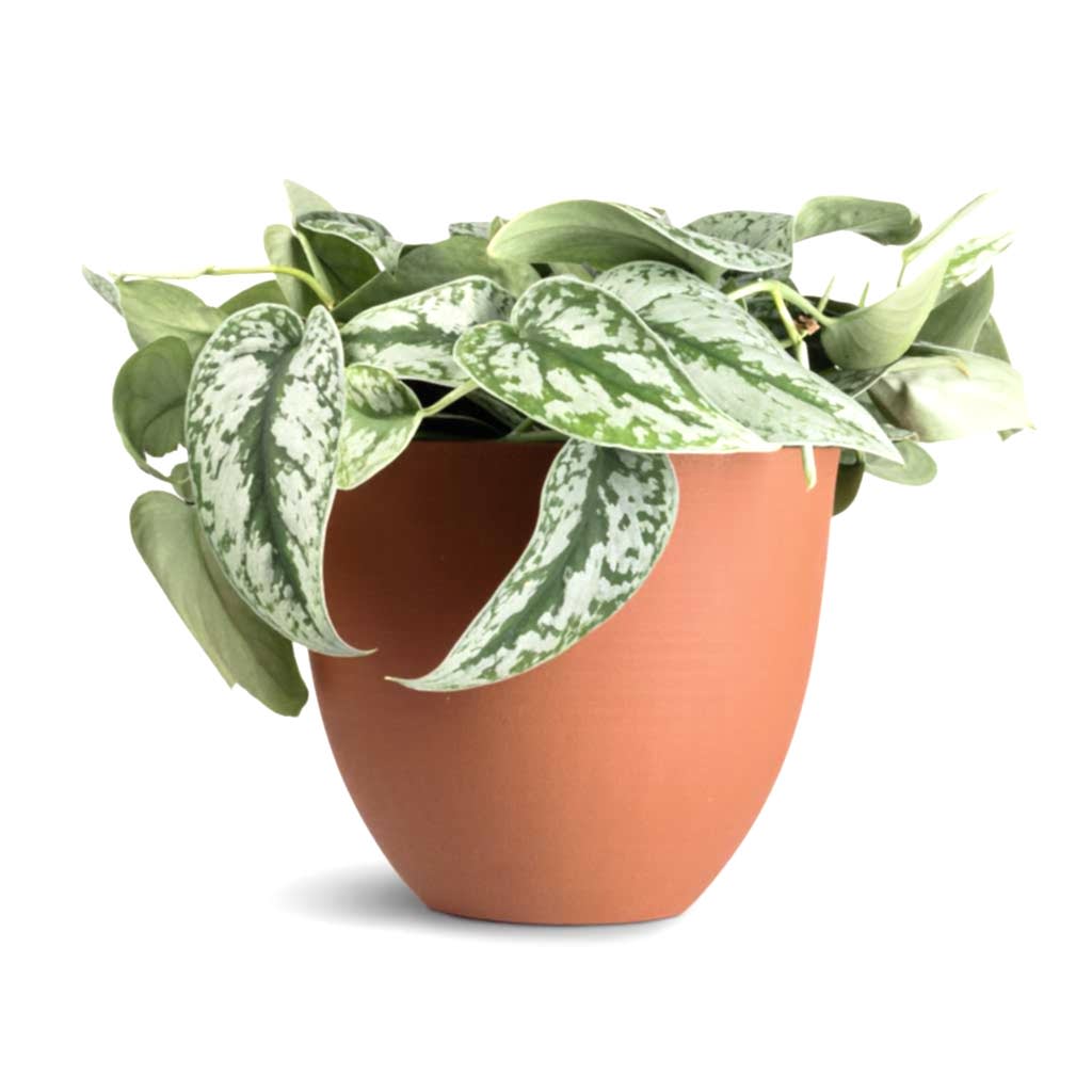 Epipremnum Trebie - Satin Pothos Trebie &amp; Coral Refined Planter - Canyon Orange