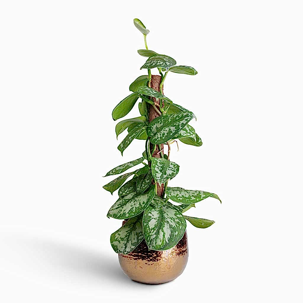 Epipremnum Trebie - Satin Pothos Trebie - Moss Pole & Yvette Plant Pot - Gold