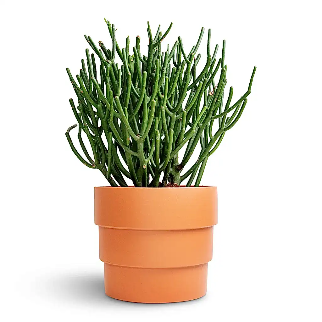 Euphorbia tirucalli - Pencil Cactus & Boston Tiered Plant Pot - Terracotta