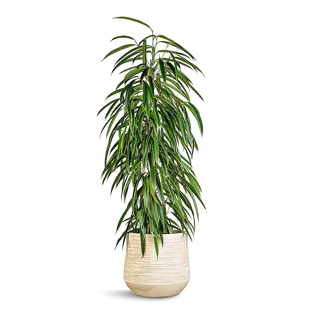 Ficus Alii - Long Leafed Fig &amp; Dune Darcy Planter - Oat