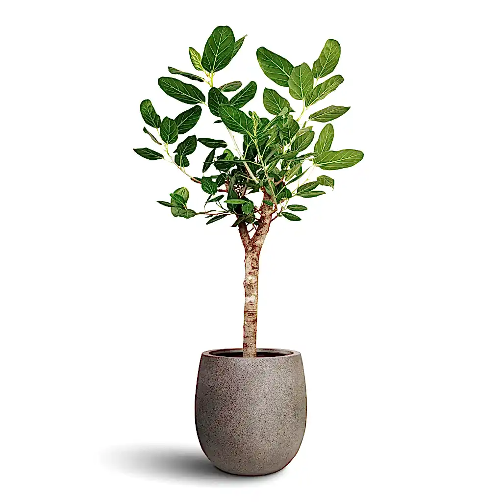 Ficus benghalensis Audrey - Bengal Fig - Straight Stem & Grigio Balloon Plant Pot - Natural Concrete