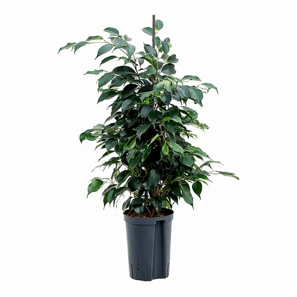Ficus benjamina Danielle - HydroCare - 15/19 x 75cm