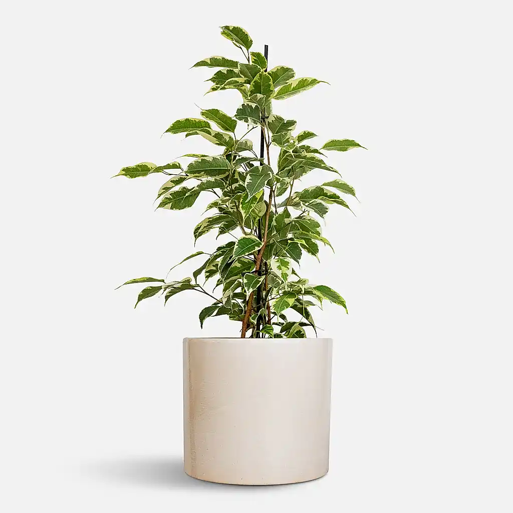 Ficus benjamina Twilight - Weeping Fig - Branched & Lazzaro Plant Pot - Linen Effect