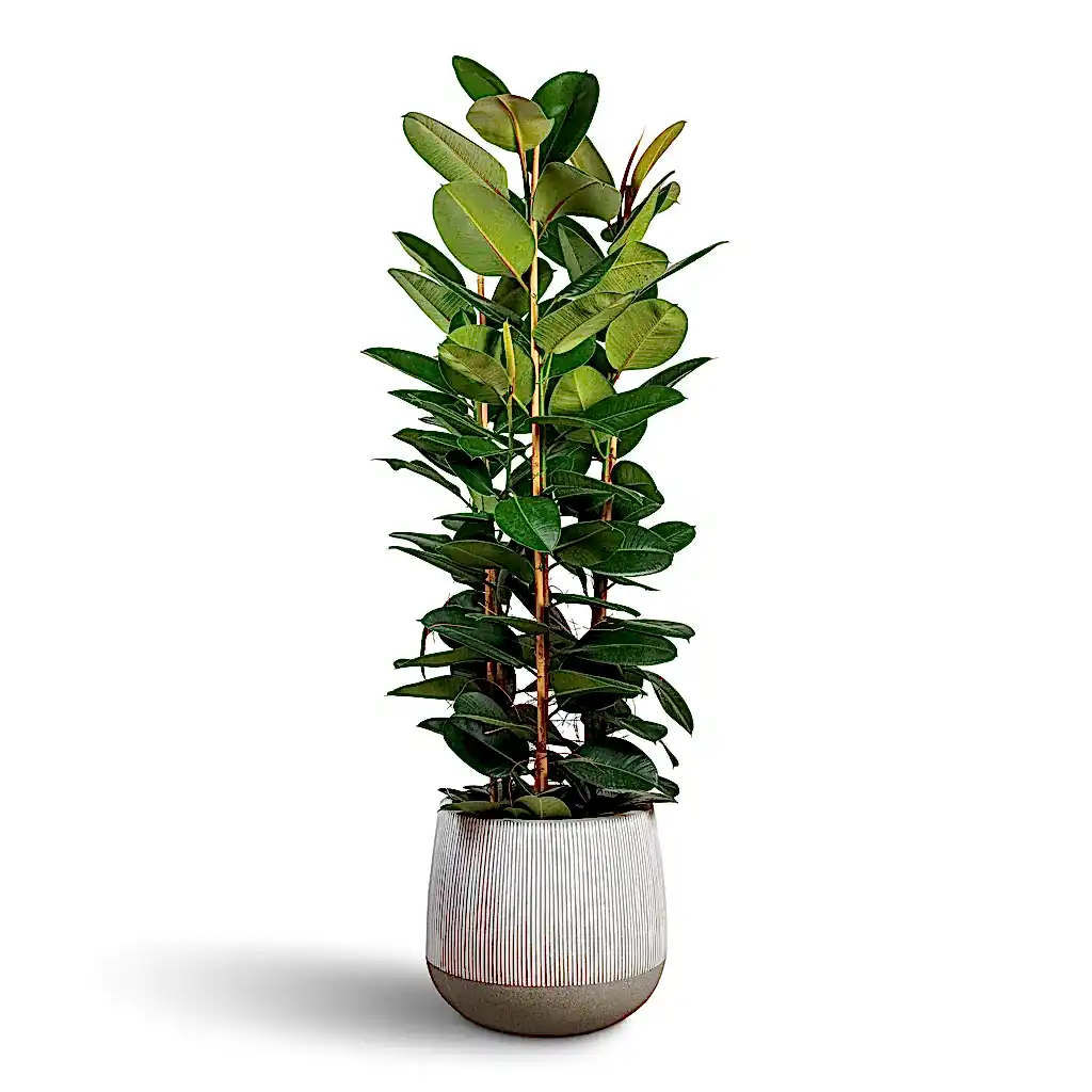 Ficus elastica Robusta Rubber Plant - 35x160cm In Pax Ridged Plant Pot White Stripe - 55x49cm