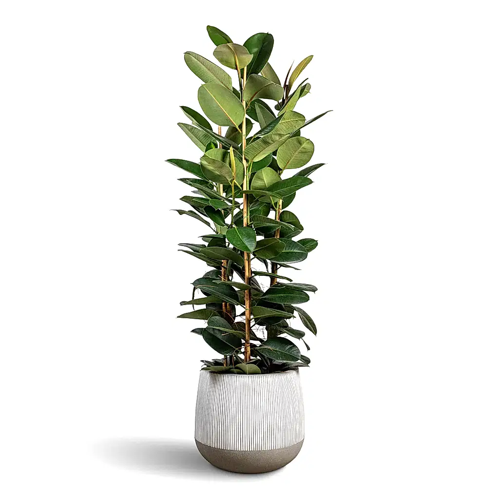 Ficus elastica Robusta Rubber Plant - 35x160cm In Pax Ridged Plant Pot White Stripe - 55x49cm
