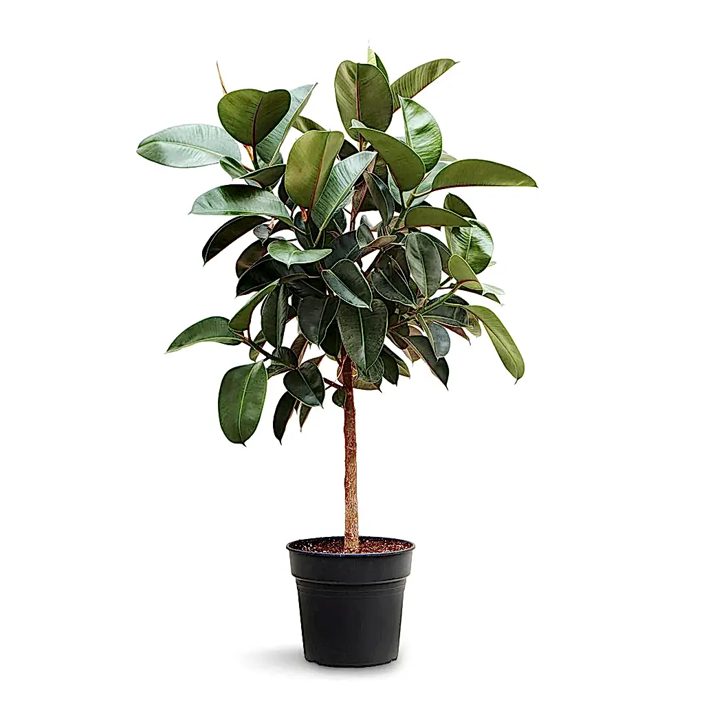 Ficus elastica Robusta - Rubber Plant - Straight Stem - 30 x 110cm