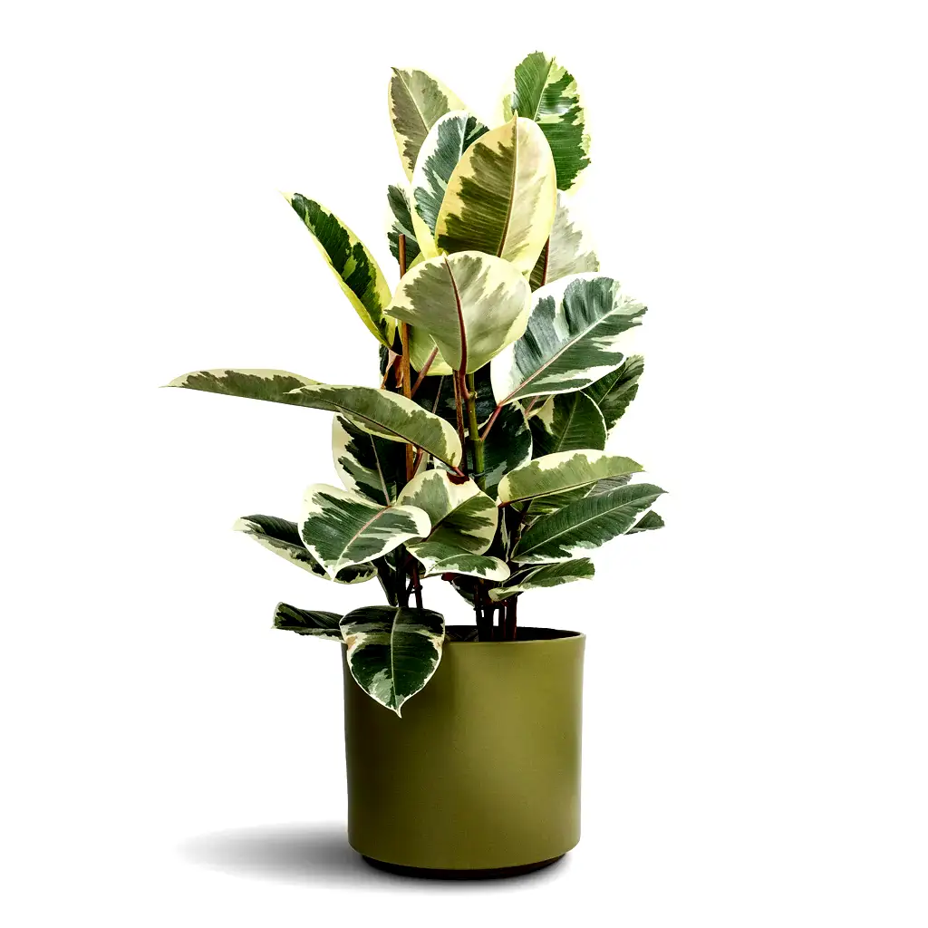 Ficus elastica Tineke Variegated Rubber Plant - 24x90cm &amp; Prague Plant Pot Oliver - 28x24cm