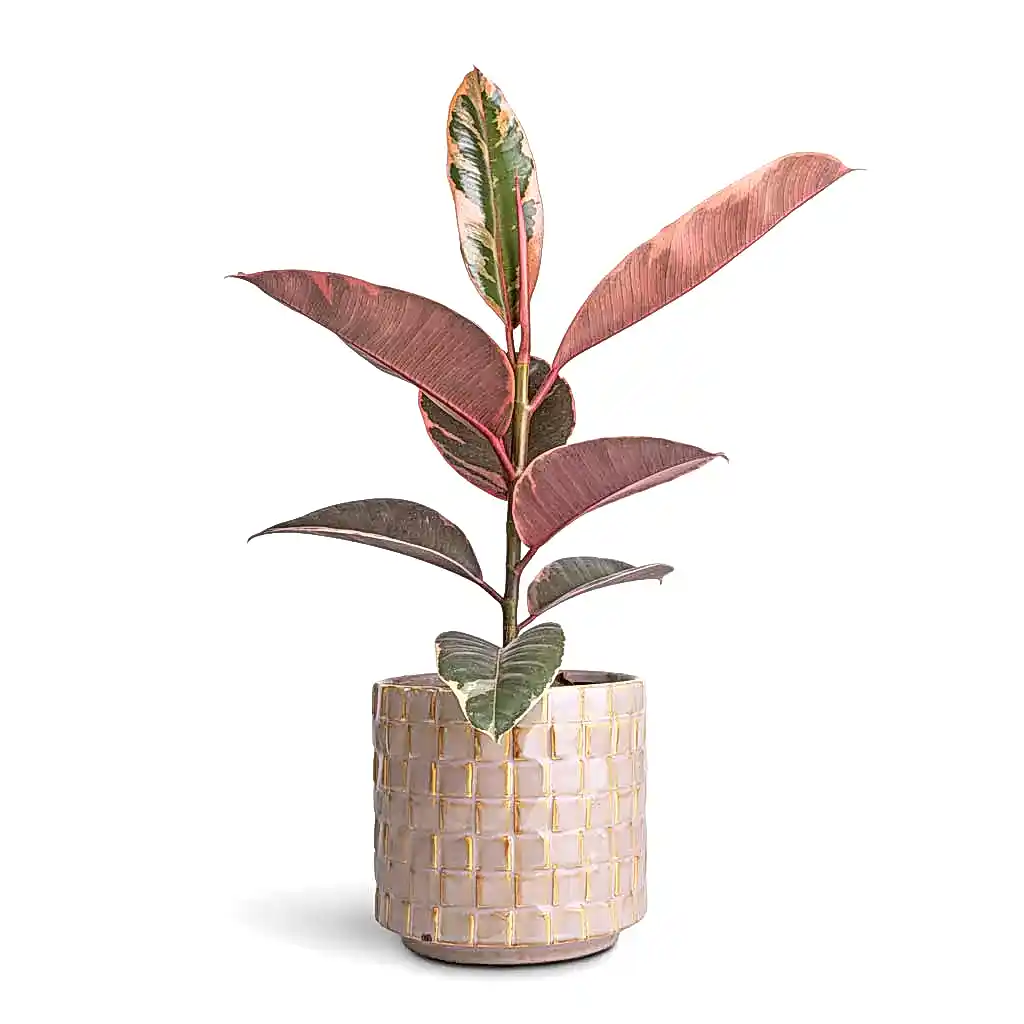 Ficus elastica Belize - Pink Rubber Plant & Stian Plant Pot - Soft Nougat