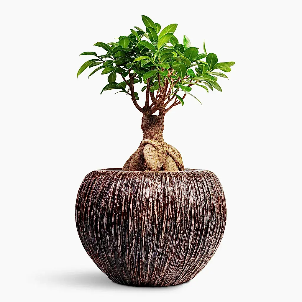 Ficus Ginseng Indian Laurel - 17x40cm In Luxe Lite Waterfall Globe Planter Bronze - 28x20cm