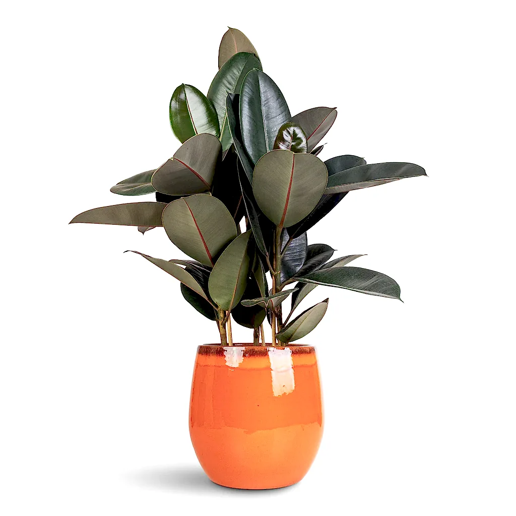 Ficus elastica Abidjan - 24 x 80cm In Charlotte Pot Orange - 29x25cm