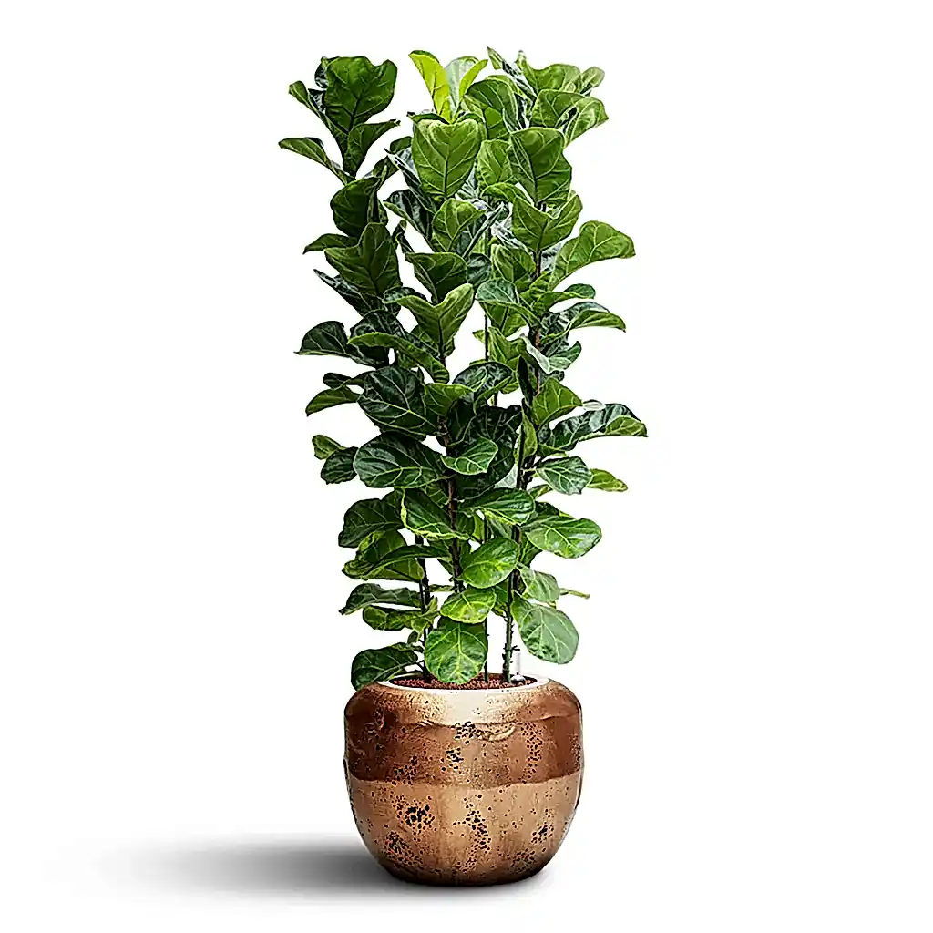 Ficus lyrata Bambino HydroCare in Opus Raw Couple - Gold - 50 x 156cm (4 stems)