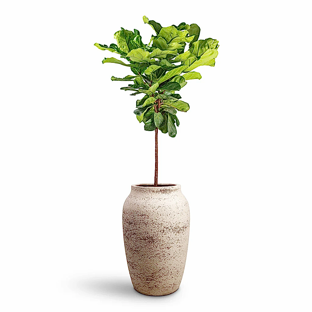 Ficus lyrata Fiddle Leaf Fig Straight Stem - 30x150cm & Hera Mediterranean Planter Chalk White - 51x74cm
