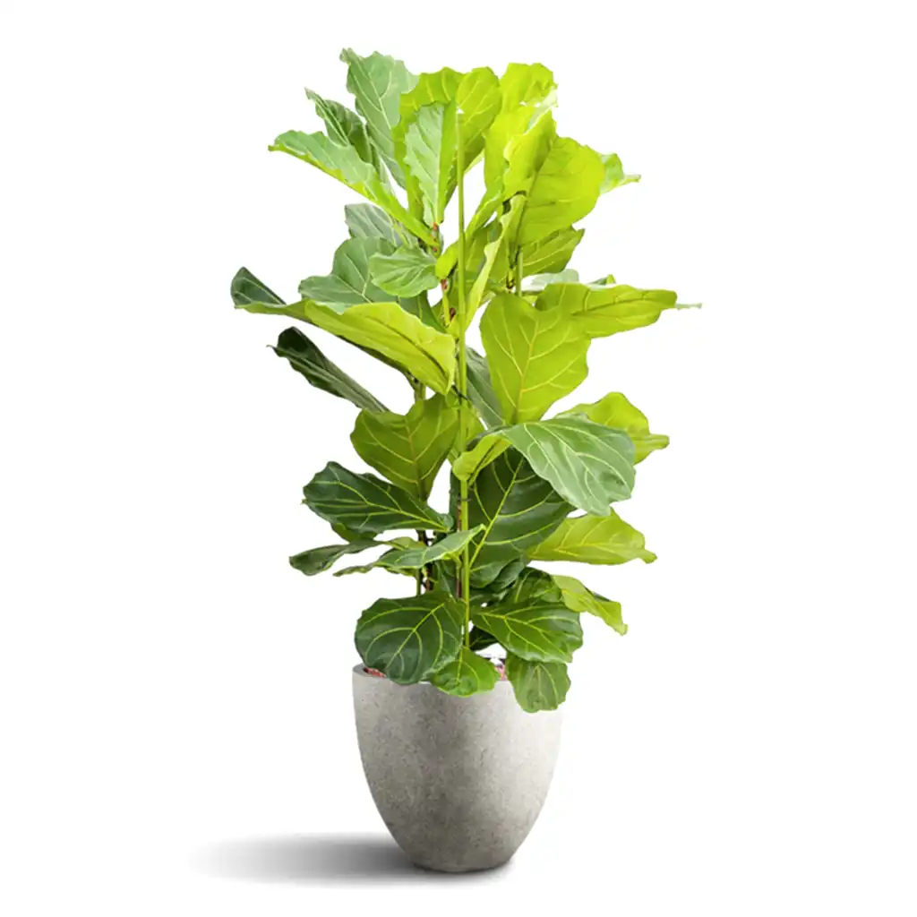 Ficus lyrata HydroCare in Grigio Egg Pot - Natural Concrete - 40 x 136cm (3 stems)