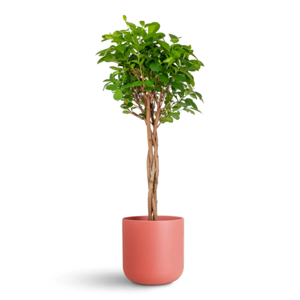 Ficus microcarpa Moclame Twisted Stem - 23x100cm In Lisbon Pot Blush Rose - 26x26cm