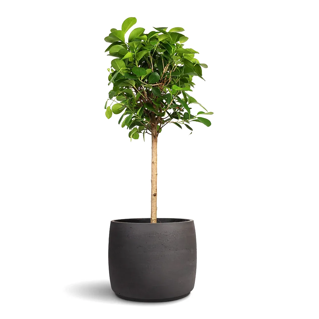 Ficus Moclame Indian Laurel - 21x90cm & Mini Valerie Plant Pot Black Washed - 28x22cm