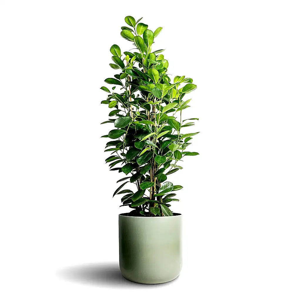 Ficus Moclame Indian Laurel - 24x90cm &amp; Lisbon Plant Pot Sage - 26x26cm