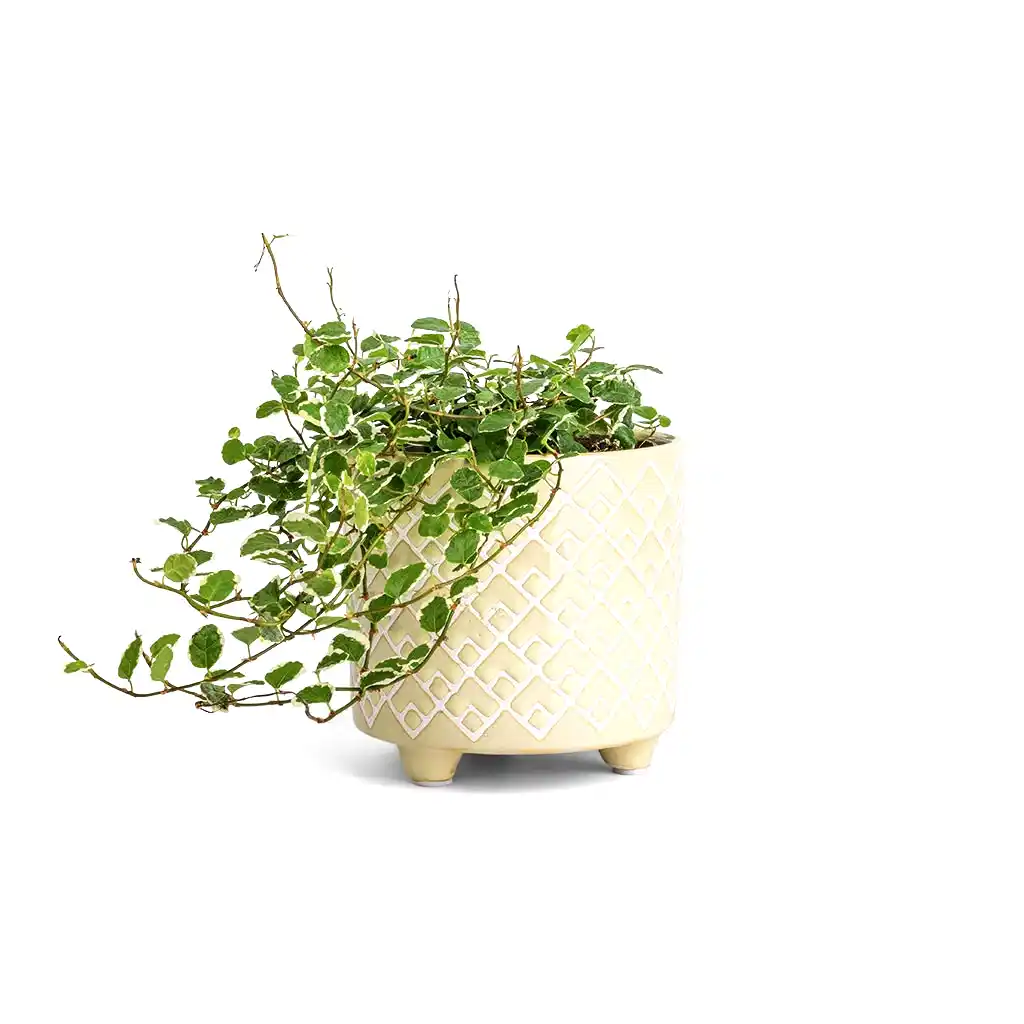 Ficus pumila White Sunny - Creeping Fig & Bilbao Plant Pot -  Pale Jade