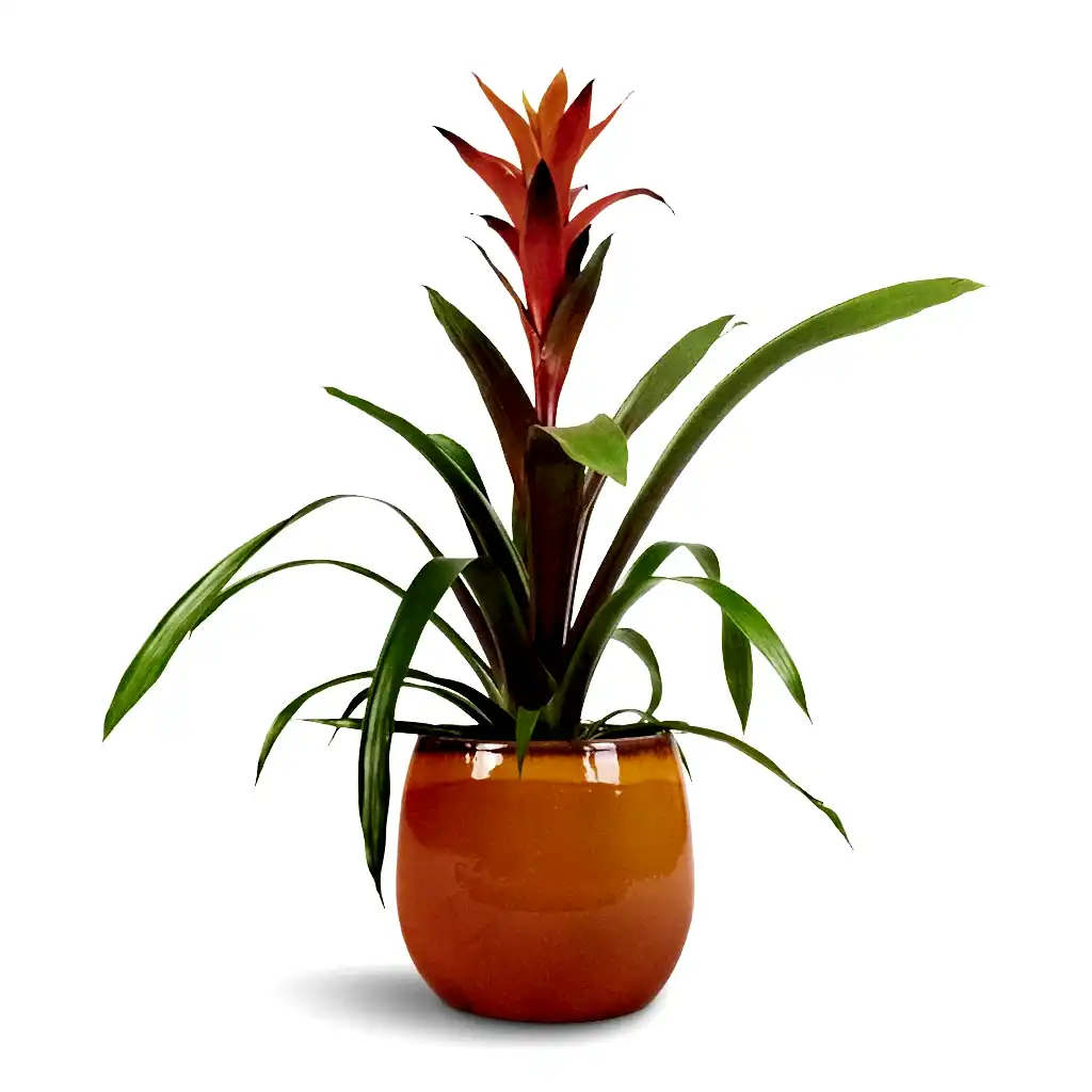 Guzmania Variada - Jazz Orange Bromeliad