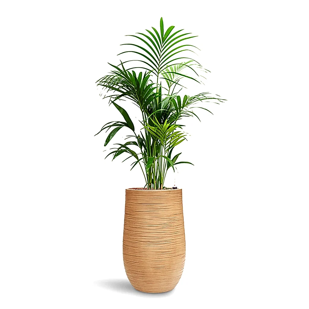 Howea forsteriana HydroCare in Dune Partner - Almond - 35 x 148cm