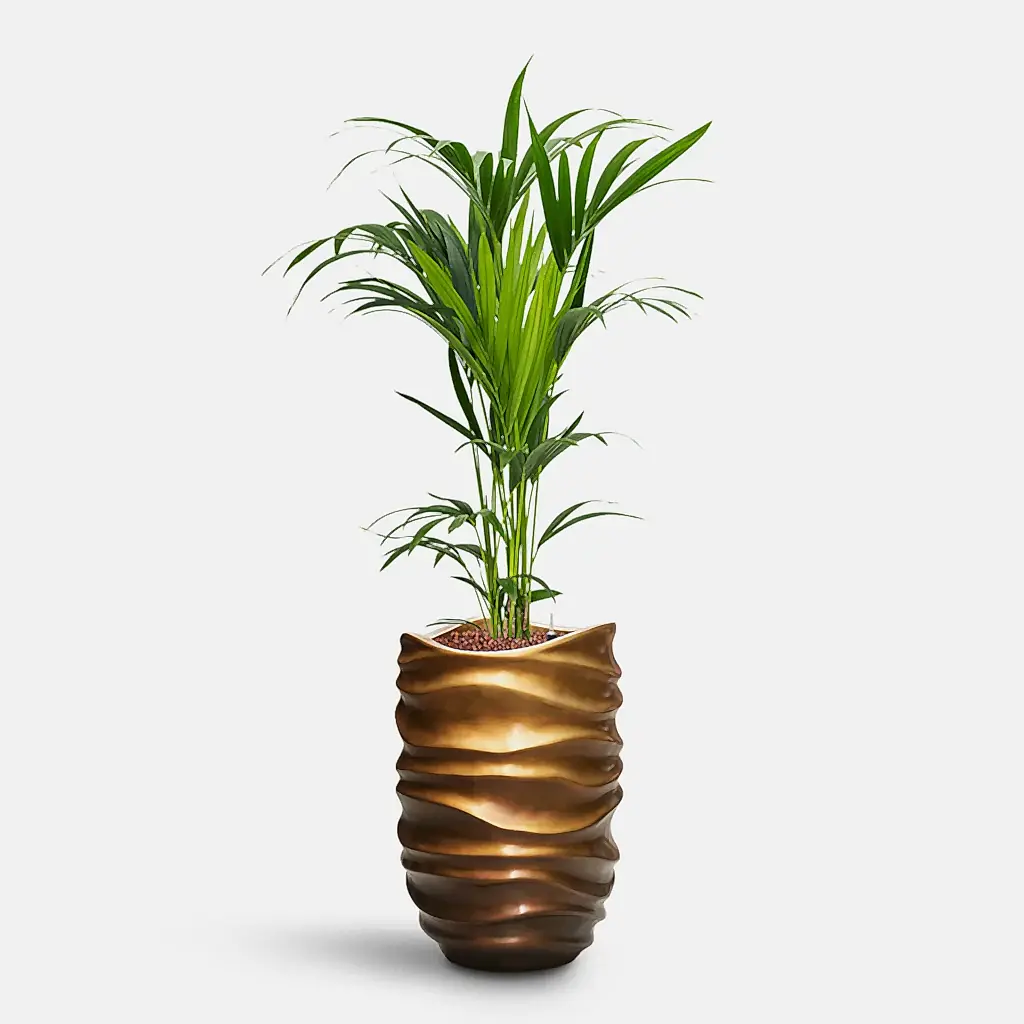 Howea forsteriana HydroCare in Gradient Lee Partner - Matt Honey - 40 x 158cm