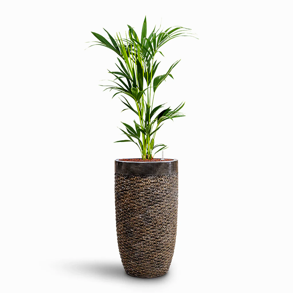 Howea forsteriana HydroCare in Luxe Lite Layer Partner - Bronze - 38 x 150cm