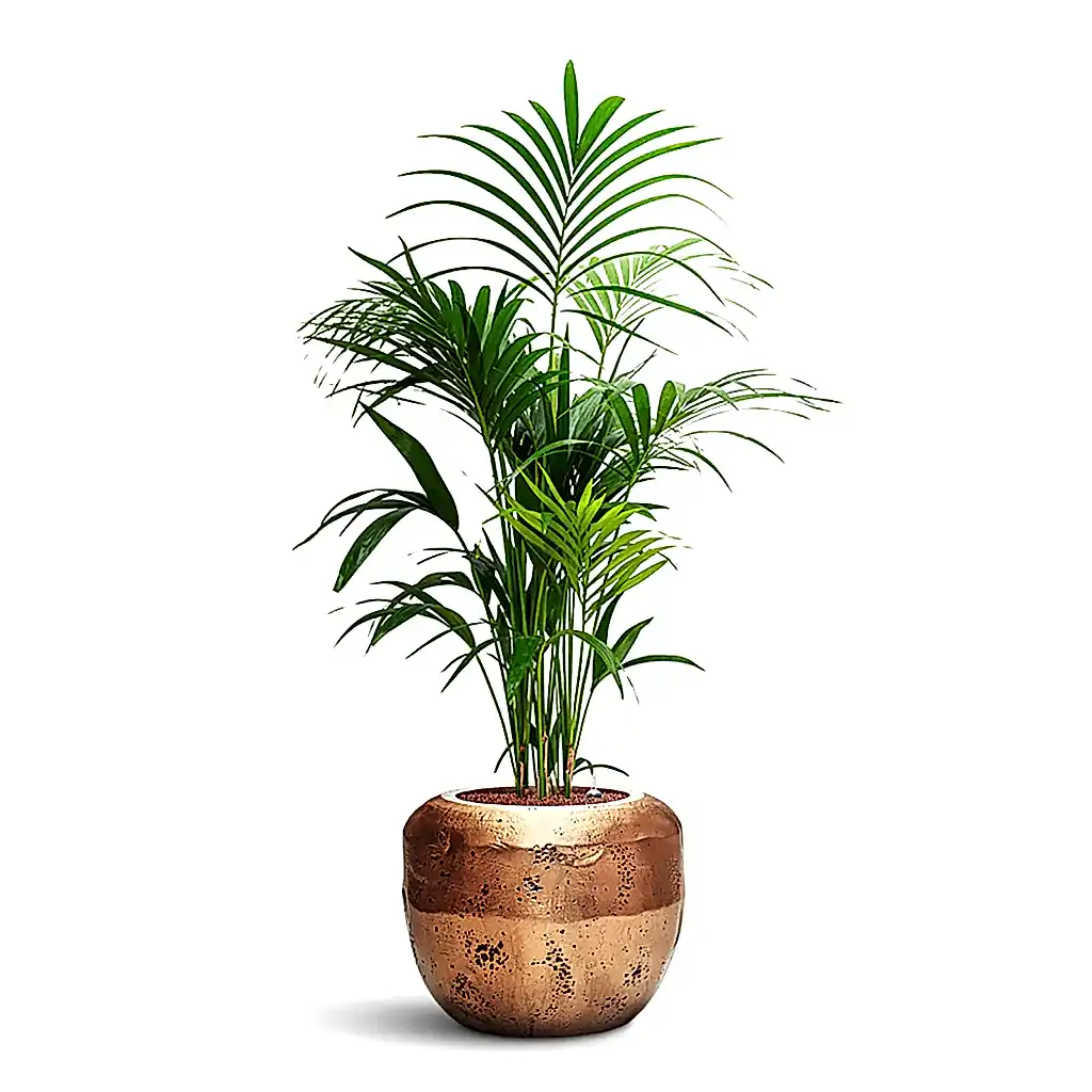 Howea forsteriana HydroCare in Opus Raw Couple - Gold - 50 x 155cm