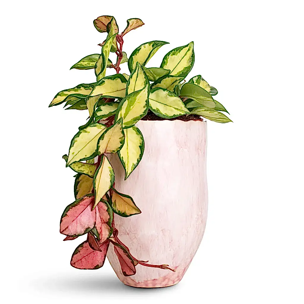 Hoya carnosa Tricolor - 12x20cm In Davide Pot Mauve Mist - 15x20cm