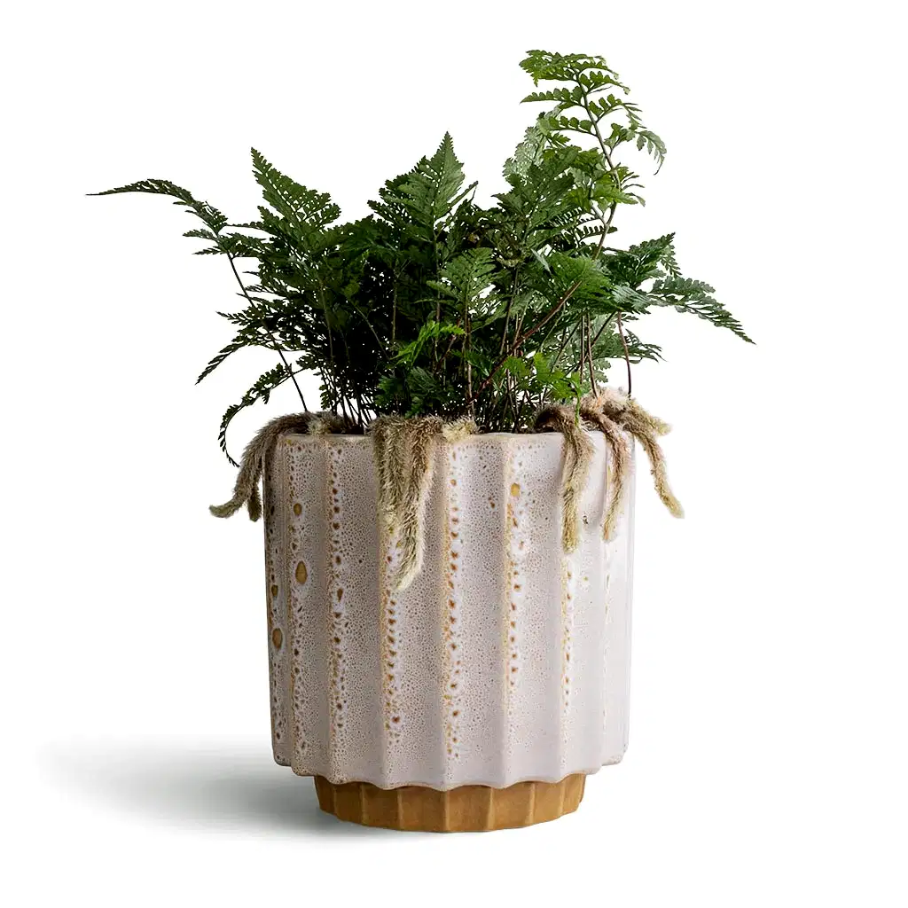 Humata tyermannii - White Rabbit's Foot Fern & Lugano Scalloped Plant Pot - Mustard