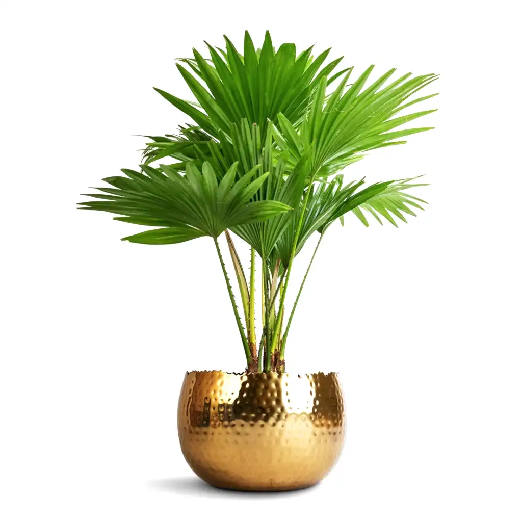 Livistona rotundifolia - Footstool Palm &amp; Hammered Bowl - Gold with Black